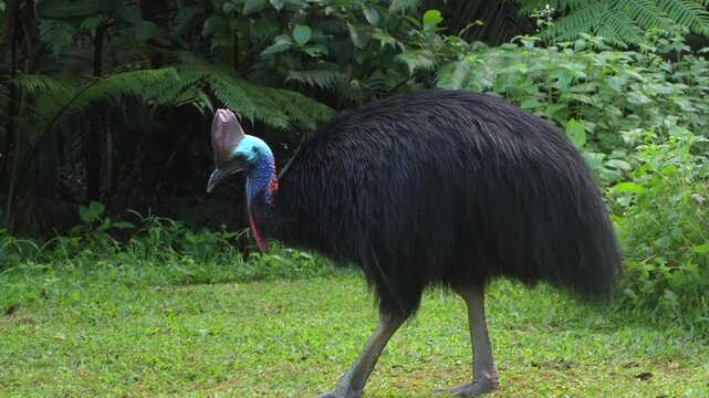 AUSTRALIA - 9.15.2026 - Slow motion footage of a cassowary walking through a forest clearing.