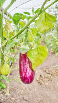 Organically grown eggplant, selective focus.