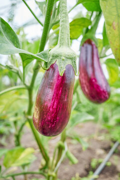 Organically grown eggplant, selective focus.