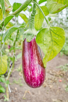 Organically grown eggplant, selective focus.