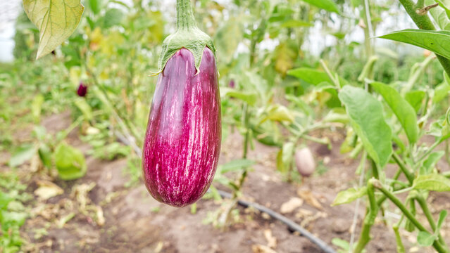 Organically grown eggplant, selective focus.