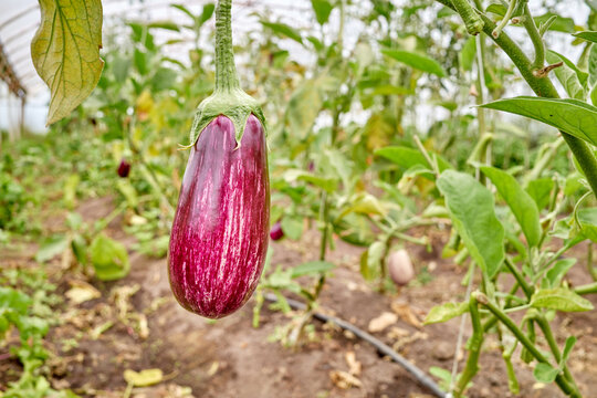 Organically grown eggplant, selective focus.