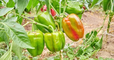 Organically grown bell peppers, selective focus. © MaciejBledowski