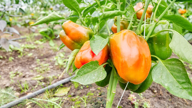 Organically grown bell peppers, selective focus.
