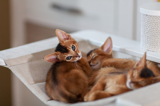 Three adorable Abyssinian kittens resting together on cat tree hammock, one looking at camera while others sleeping. Companionship, relaxation, pet care.