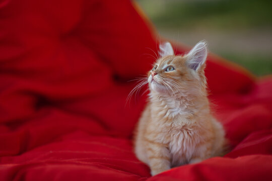 Сute ginger kitten sitting on vibrant red sofa and looking upwards. Feelings of joy, warmth, and comfort, pet care, greeting cards. Copy space.