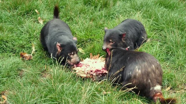 AUSTRALIA - 9.15.2026 - Three Tasmanian devils feed together in a sanctuary.