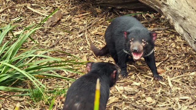 AUSTRALIA - 9.15.2026 - Two Tasmanian devils growl at each other in a sanctuary.