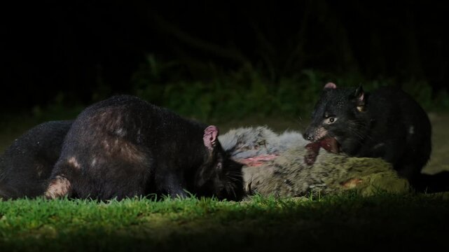 AUSTRALIA - 9.15.2026 - Close-up of Tasmanian devils feeding on a carcass at night.