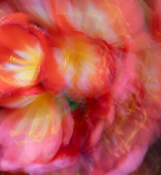 Dreamy and ethereal effect of orange colour flower