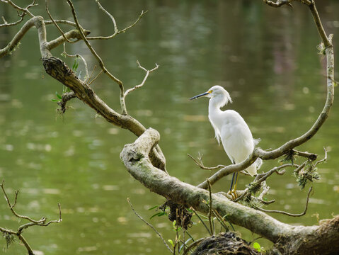 Gar&ccedil;a Pequena Branca pousada em galho de &aacute;rvore na beira de um lago