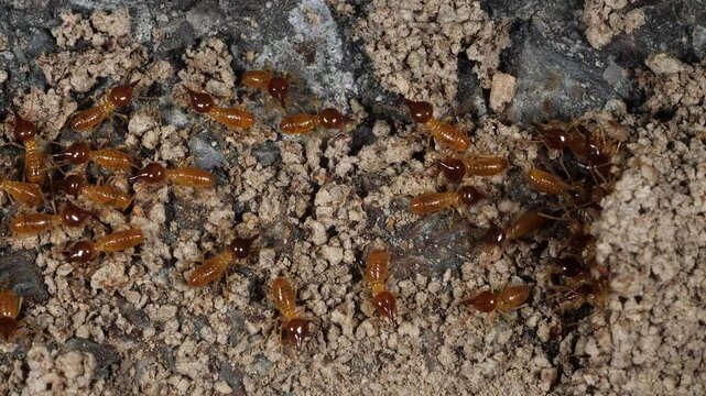 AUSTRALIA - 9.15.2026 - Close-up of a swarm of termites on wood.