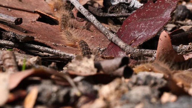 AUSTRALIA - 9.15.2026 - Close-up of caterpillars moving across broken tree bark.