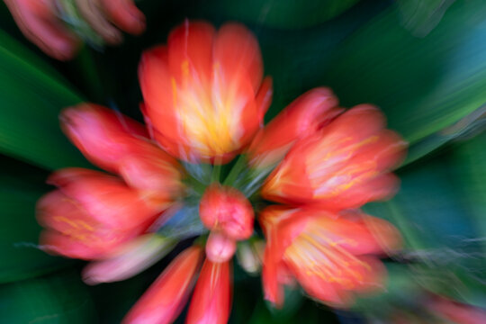 Dreamy and ethereal effect of orange colour flower