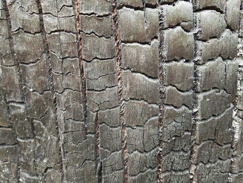 Close up of abstract carbonized timber surface after forest fire or shou sugi ban treatment.