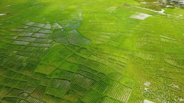 SENEGAL - 11.10.2025 - Excellent aerial footage passing over green rice paddies in Senegal.