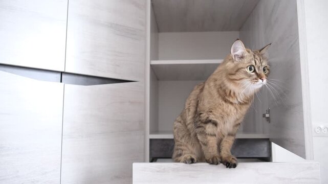 Cute fluffy calico cat exploring cabinet, closet in the living room. Curious domestic cat, That likely lad can turn the calmest day into a whirlwind of excitement