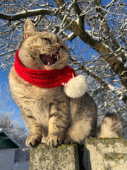 Angry meowing cat on the fence in winter. © OLENA LIALINA