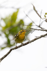 Fototapeta premium Bird Blackburnian Warbler (Setophaga fusca), Guatavita, Colombia