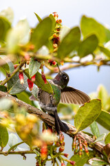 Obraz premium Bird Heliangelus exortis, Colombia, Cundinamarca, Guatavita, Colombia