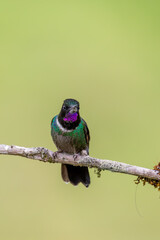 Obraz premium Bird Heliangelus exortis, Colombia, Cundinamarca