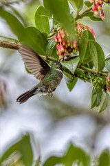 Obraz premium Bird Heliangelus exortis (Heliangelus exortis), Colombia, Cundinamarca