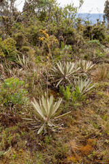 Paramo landscape with unique plants and vegetation in Guasca Colombia © ArtushFoto