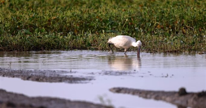 A Eurasian Spoonbill (Platalea leucorodia) stands on a wetland mudflat in Sabah, Malaysia.