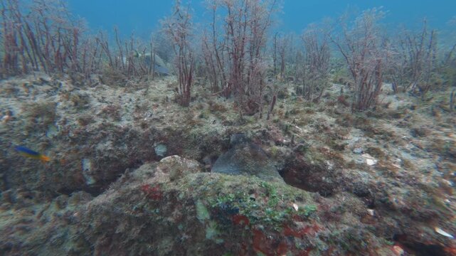 octopus hiding in coral reef
