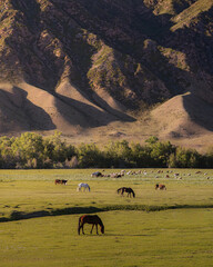 Horses graze across a broad meadow beneath rugged mountain slopes, creating a peaceful rural landscape ideal for nature, livestock, travel and countryside themes. © UQink