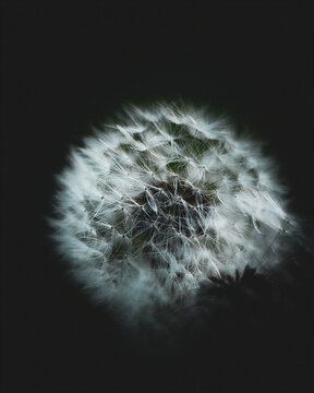 White dandelion seed head glows against a dark soft-focus background, creating a delicate botanical macro ideal for nature, spring, fragility and minimalist design concepts.