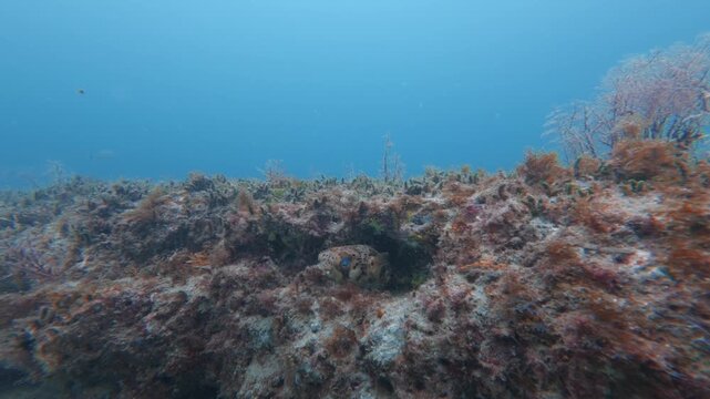 pufferfish hiding in coral reef