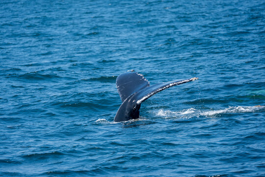 Whale in open ocean