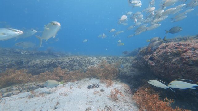 underwater view of fish swimming in ocean with coral reef