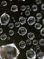 Macro spider web covered with round dew droplets against a black background, creating a striking abstract pattern ideal for nature, moisture, morning, science, texture and elegant creative designs. © UQink
