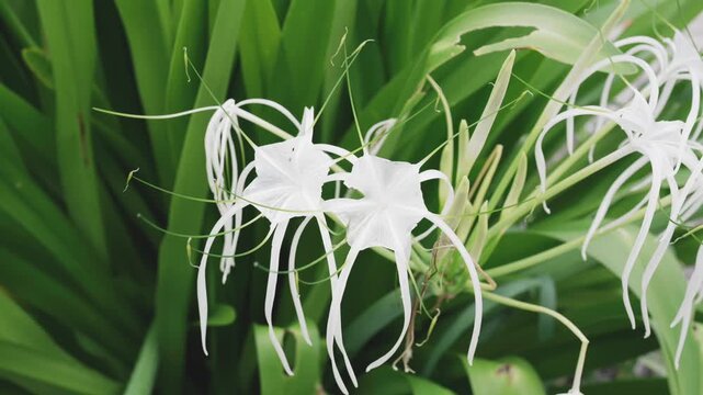 white flowers in garden