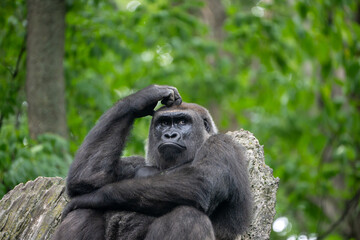 Gorilla portrait close up © Yiming