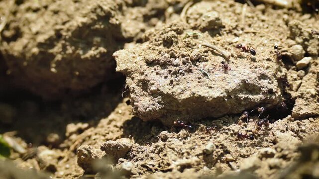 acrobat ants (Crematogaster) crawling, foraging, and navigating busily around crevices and dirt ground