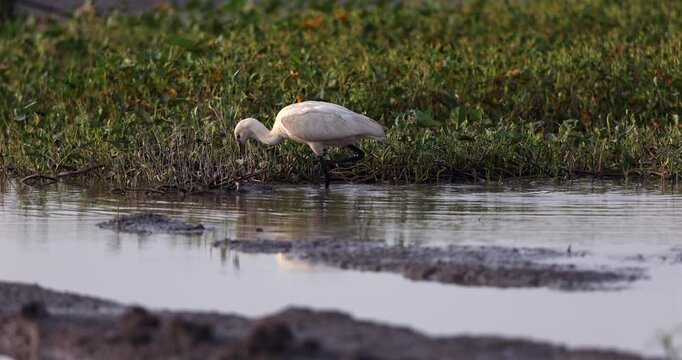 A Eurasian Spoonbill (Platalea leucorodia) stands on a wetland mudflat in Sabah, Malaysia.