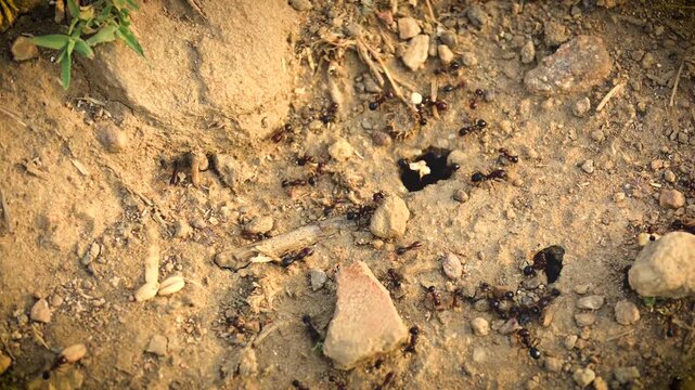 Macro close-up video of black garden ants (Lasius niger) crawling, foraging, and working busily around their nest entrance on sandy dirt ground outdoors.   