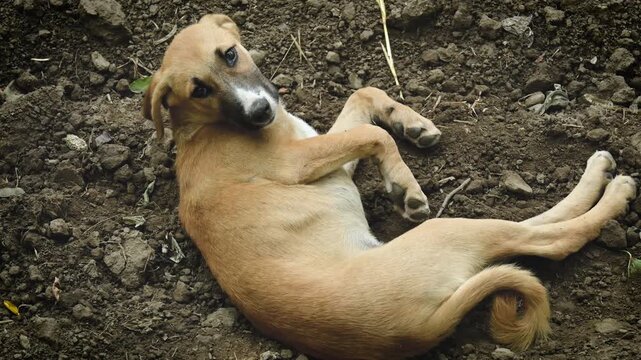 Charming high-angle video of an adorable mixed breed puppy lying and playing playfully on the dirt ground outdoors, looking back at the camera with curiosity.   