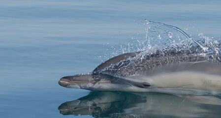 dolphin in the water © Giles