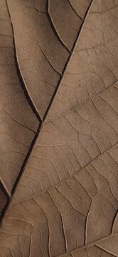 Leaf veins