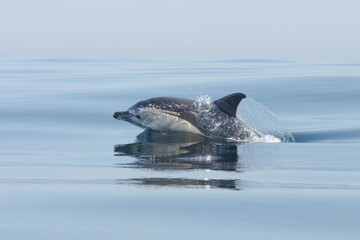 dolphin jumping out of water © Giles