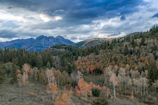 Aerial view of the Alpine Loop Scenic Byway during autumn, with vibrant fall foliage, evergreen forests, and rugged mountains under a dramatic sky in Utah County, Utah, United States.