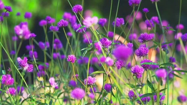 Field of Purple Globe Amaranth Flowers Swaying in Summer Breeze