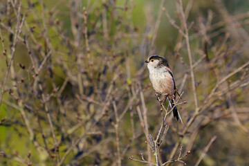 Long-tailed tit (Aegithalos caudatus) perched on a bush branch © BigNazik