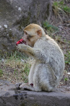 Affe frisst gen&uuml;sslich Obst