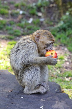 Affe frisst gen&uuml;sslich Obst