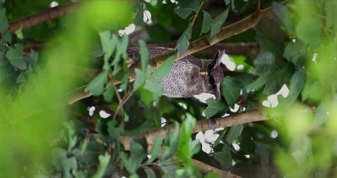 Majestic Barred Eagle-Owl perched on a mossy tree branch in Borneo&rsquo;s tropical rainforest
